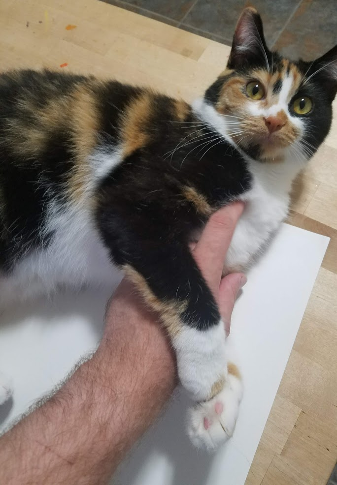 Cat being petted on workbench