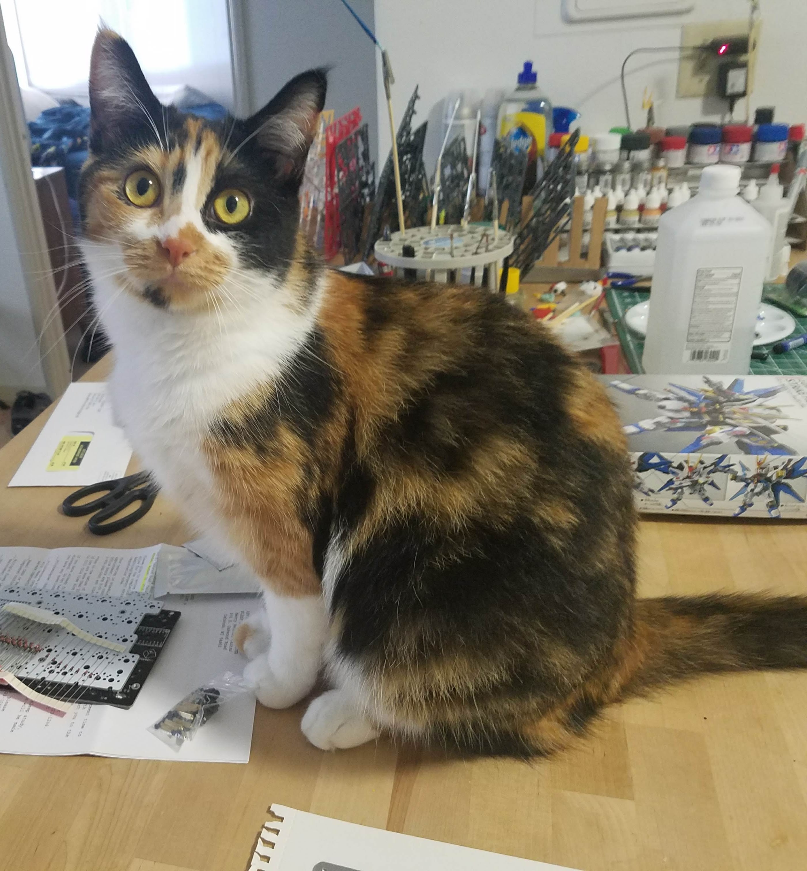 Calico cat sitting on workbench